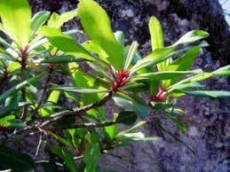 Image result for Cyperus pseudoleptocladus