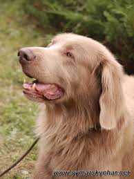 Image result for výmarský dlouhosrstý ohař