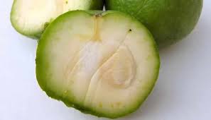 El Zapote Blanco 15 Beneficios Que Mejoraran Tu Salud