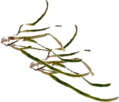 Image result for Cymodocea serrulata