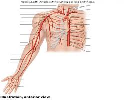 John ternary phase diagram books by d.r.f. Arteries Of The Right Upper Arm And Thorax