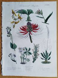 Image result for Aster chimanimaniensis