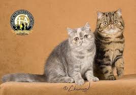 Exotic shorthair kittens for sale. Exotic The Cat Fanciers Association Inc