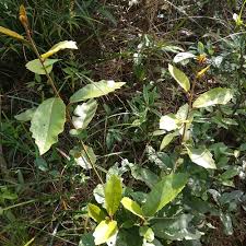 Image result for Vernonia melanocoma