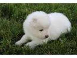 Welcome to the new, updated sunkaska samoyeds website. Puppyfinder Com Samoyed Puppies Puppies For Sale And Samoyed Dogs For Adoption Near Me In Michigan Usa Page 1 Displays 10
