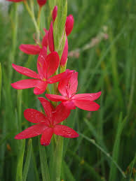 Image result for Hesperantha