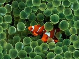 Select a beautiful wallpaper and click the yellow download button below the image. Two Clown Fishes Fish Sea Water Finding Nemo Hd Wallpaper Wallpaper Flare
