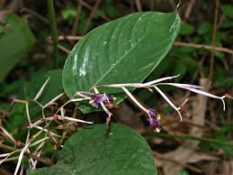 Image result for Marantochloa purpurea