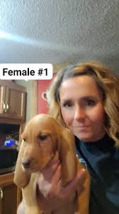 AKC registered. Born July 23rd. Located in Arkansas. PM for more  information.