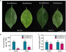 Low iron, low manganese and low zinc; Frontiers Transcriptome Changes Associated With Boron Deficiency In Leaves Of Two Citrus Scion Rootstock Combinations Plant Science