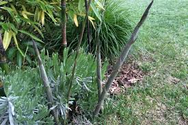 Eines tages verlor er ihn und dazu noch seinen lieblingsspaten, ebenfalls ein treuer begleiter durch jahrzehnte. Bambus Wurzeln Im Garten Rechtzeitig Eindammen
