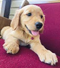 As adults, they have a relaxed temperament but still enjoy play time. Golden Retriever Puppies For Sale Near Me Usa Canada