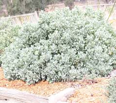 Image result for Rhagodia