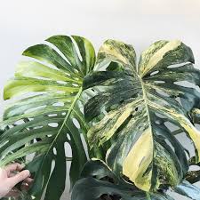 Monstera is a genus of 45 species of flowering plants in the arum family, araceae, native to tropical regions of the americas. 250 Monstera Ideas In 2021 Monstera House Plants Indoor Plants