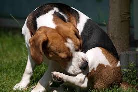 French bulldogs are a brachycephalic breed, meaning they have shorter snouts than other dogs. Hives Due To Allergies In Dogs Symptoms Causes Diagnosis Treatment Recovery Management Cost