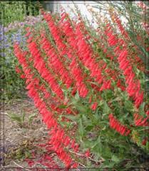 Scarlet Bugler Eaton S Penstemon Scarlet Bugler Firecracker Penstemon Flower Seeds Hummingbird Plants Flowers