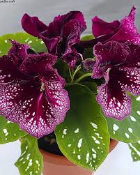 Image result for Streptocarpus erubescens