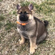And if you're wondering what gsd puppies look like, we've got these pics. Ginger Snap German Shepherd Dog Puppy 665529 Puppyspot