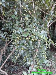 Image result for Scutia myrtina