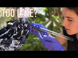 Boy thought he found a stuffed animal. Turns out, it was a venomous Eastern  Diamondback Rattlesnake!