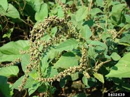 Image result for Amaranthus blitum