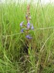 Image result for Disa equestris