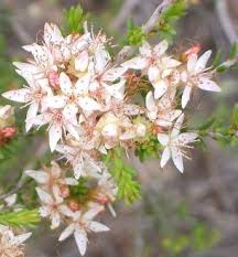 Image result for Tetragonia calycina