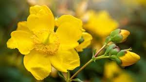 Image result for Aneulophus africanus