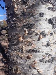 Image result for Commiphora viminea