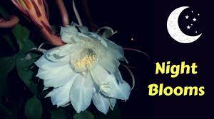 The fresh and gorgeous jasmine flowers are the pride of india. 10 Most Beautiful Night Blooming Flowers In The World Gardengraduate Youtube