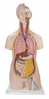 A tendon is composed of dense fibrous connective tissue. Anatomy Model Torso Unisex In 14 Parts
