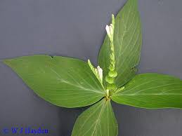 Image result for Spigelia anthelmia