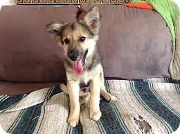 Due to this irresponsible breeding, many of these beautiful dogs become abandoned or wind up in shelters. Minneapolis Mn German Shepherd Dog Meet Keebler A Pet For Adoption