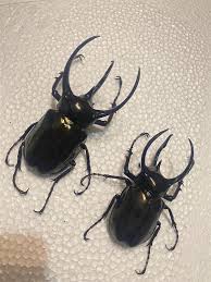 フィリピン カブトムシ