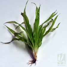 Image result for Blyxa aubertii