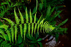 Image result for Pteris