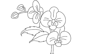 There are 552 bee coloring page for sale on etsy, and they cost $2.91 on average. Orchid Coloring Pages Best Coloring Pages For Kids