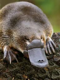 Rarest Animals In The World Rare Animals Weird Animals Animals Beautiful