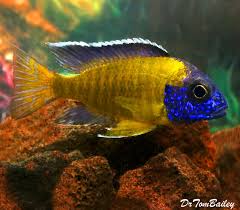 It is an enchanting fish when it comes to colors. Premium Male Lake Malawi Steveni Neon Blue Peacock Cichlid