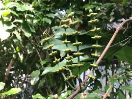 Image result for Gnetum