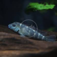 Image result for Odontosoria afra