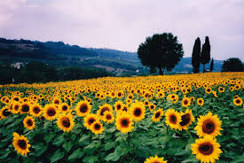 We did not find results for: Chevrefeuille S Haiku Blog Sunflower Girasoli Bellissimi Sfondi Paesaggi