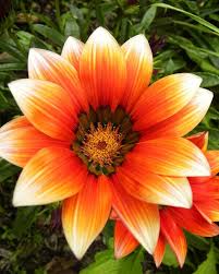 Orange summer flowers free image/jpeg, resolution: Orange Summer Flowers Orange Summer Flower By Basement Ghost On Deviantart Summer Flowers Flower Images Amazing Flowers