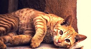 Cats do not only need protein; 7 Healthy Benefits Of Can Cats Eat Apples You Should Not Miss It