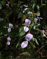 Image result for Hypoestes triflora