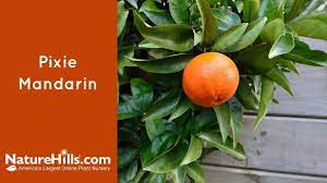 Check spelling or type a new query. Pixie Mandarin Naturehills Com Youtube