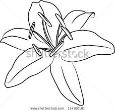 Lily Flower Vector Outline Flower Line Drawings Flower Drawing Lily Flower