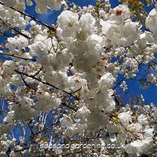 And how many more actually know the names. Prunus Flowering Cherry How To Plant Grow And Care For Trees