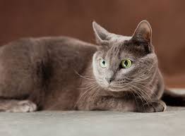 Zur genauen herkunft dieser tiere existieren verschiedene versionen. Russisch Blau Im Rasseportrait Zooroyal Magazin