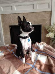 He Looks Like He Is Modeling Boston Terrier Boston Terrier Funny Boston Terrier Dog